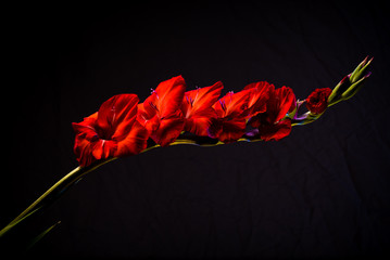 Gladiolas, red on dark background, single spray (c)Bob Bingham