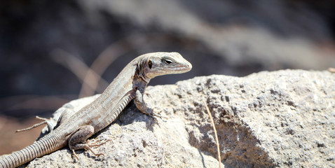 Gran-Canaria-Rieseneidechse, Kanareneidechse, Gekko 