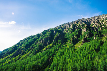 Giant mountain slope with conifer forest in sunny day. Texture of tops of coniferous trees on large mountainside in sunlight. Steep rocky cliff. Vivid landscape of majestic nature. View from valley.