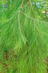 Casuarina equisetifolia
