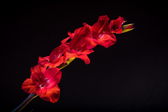 Gladiolas, red on dark background, single spray (c)Bob Bingham