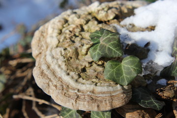 Tinder / The tree sponge mushroom decomposes dead wood 