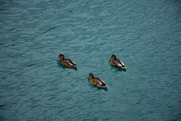 Ducks, duck, three of a kind, swim, achensee, austria