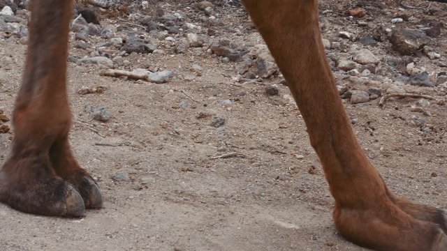 Camel Legs Walking on Sandy Path