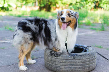 Australian shepherd playing in nature with a rubber wheel from the car