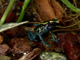 Dyeing dart frog Dendrobates tinctorius in terrarium