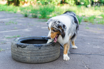 Australian shepherd playing in nature with a rubber wheel from the car