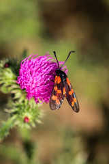 Mariendistel mit Sechsfleck-Widderchen - Erdeichel-Widderchen 