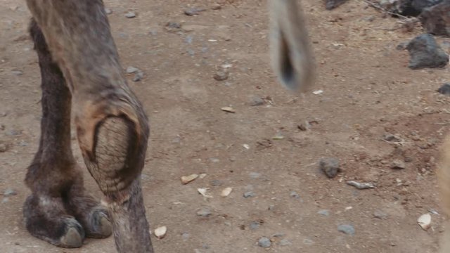 Camel Legs Walking on Sandy Path 2