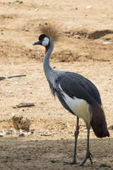 beautiful crown crane standing alone