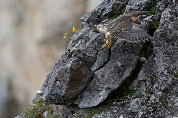 Wanderfalke