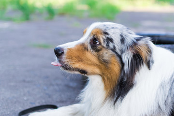 the Australian shepherd has a rest in nature. posing at the camera