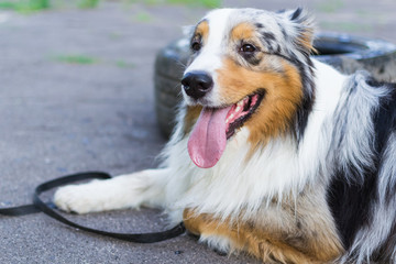 the Australian shepherd has a rest in nature. posing at the camera