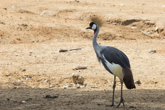 beautiful crown crane standing alone