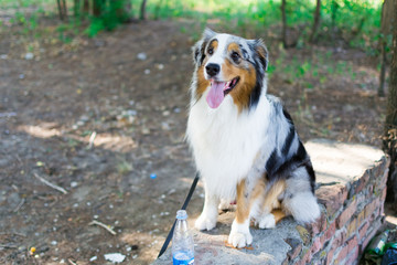 the Australian shepherd has a rest in nature. posing at the camera