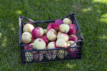 Apples in a plastic box, on a green grass