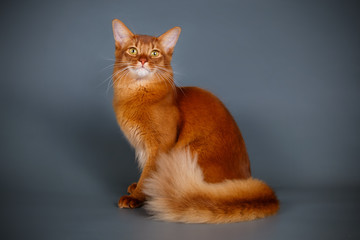 Somali cat on colored backgrounds
