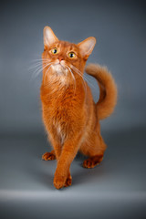 Somali cat on colored backgrounds