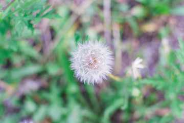 dandelion flower with seeds ball close up