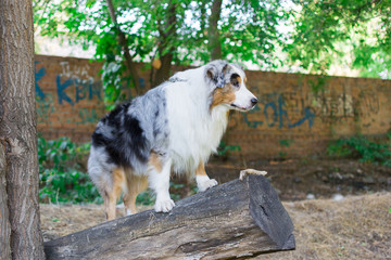 the Australian shepherd has a rest in nature. posing at the camera