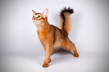 Somali cat on colored backgrounds