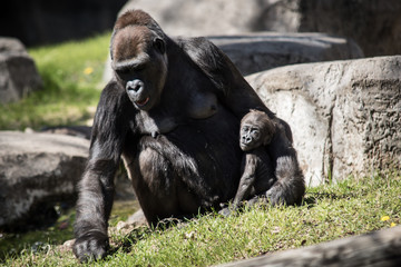 Gorilla and baby