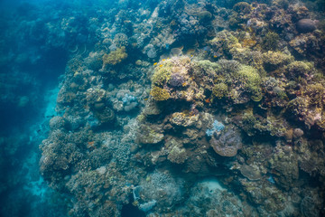 Naklejka na ściany i meble Healthy corals and reef fish in a thriving coral reef