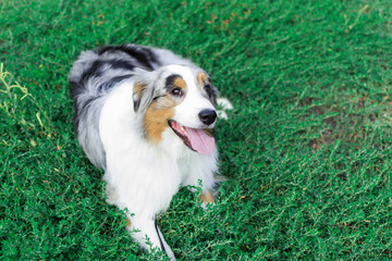 the Australian shepherd has a rest in nature. posing at the camera
