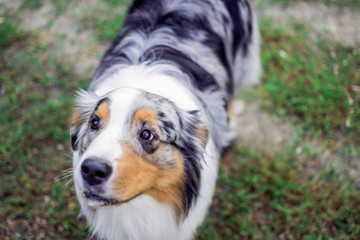 the Australian shepherd has a rest in nature. posing at the camera