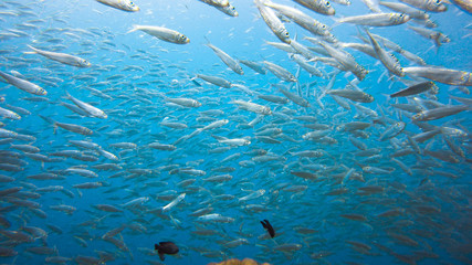 Massive school of sardines in a shallow reef. Sardine shoal or sardine run in Moalboal is a famous tourist destination in the southern town of Cebu, Philippines.