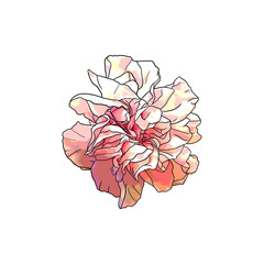 Isolated Carnation Flower Illustrations