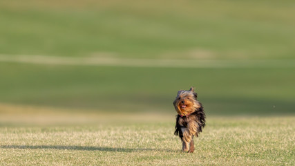Yorkshire terrier running in a field. 