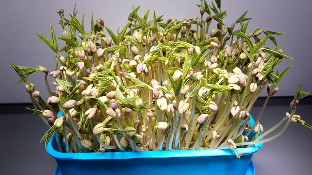 Short film showing mung beans plants growing process. Popular micro greens concept. Healthy food concept. Time lapse.