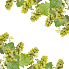 Beautiful background of green grapes
 