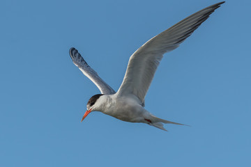 seeschwalben