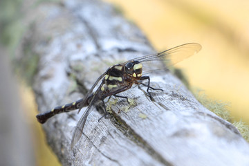 Dragon fly placed on nature wood