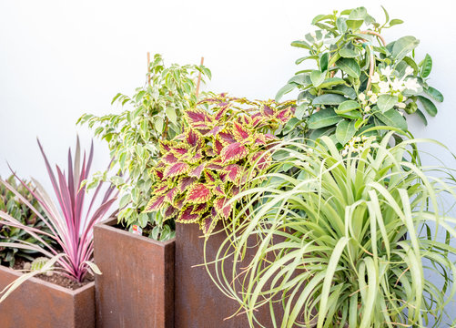 Composition of plants over brown planters on sunny day