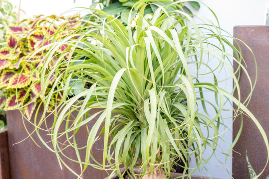 Composition of plants over brown planters on sunny day