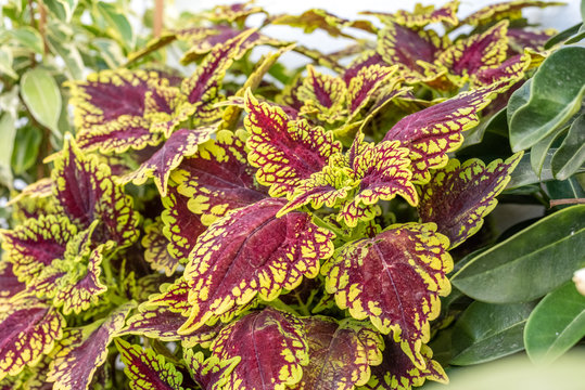 Composition of plants over brown planters on sunny day