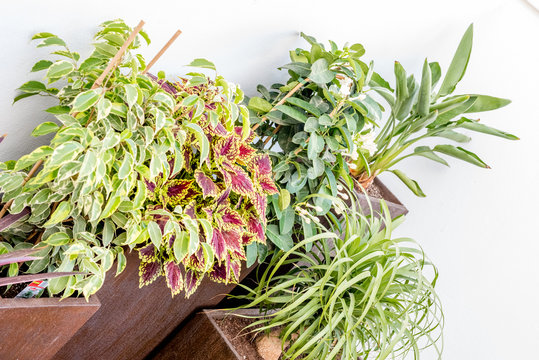 Composition of plants over brown planters on sunny day