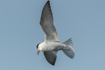 seevögel in der luft