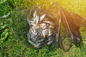 Catch of fish in net basket on green grass by the river. Many roaches on fishing net. Fishing concept, good catch. Fresh fish just taken from the water on landing net with fishery catch in it.