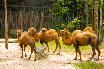 Large Camelus bactrianus, Vinpearl Safari Phu Quoc with exotic flora and fauna, Phu Quoc in Vietnam