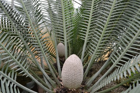 Closeup photograph of a cone at the center of a dioon edule plant in a greenhouse.