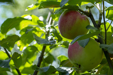 Close-up of green apples on a tree