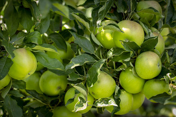 Close-up of green apples on a tree