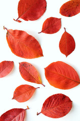 Aronia leaves in red autumn colors on isolated white background.