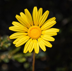 Yellow African Daisy