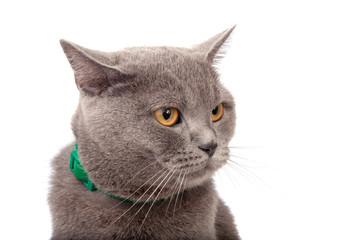 blue gray british cat isolated on the white