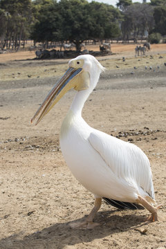 funny pelican walk